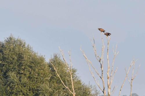 Pygargues à queue blanche (adulte et jeune)
