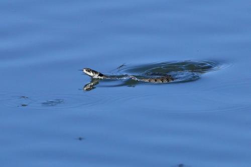 Couleuvre helvétique (à collier)