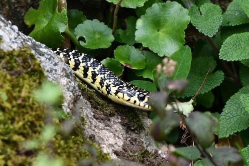 Couleuvre verte et jaune