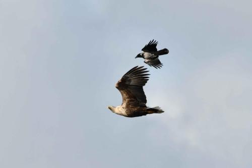 Pygargue à queue blanche et corneille mantelée
