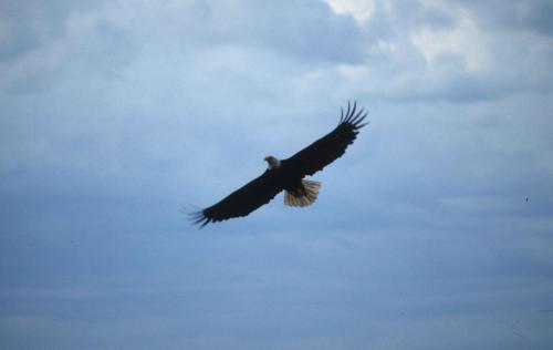 Pyguargue à tête blanche