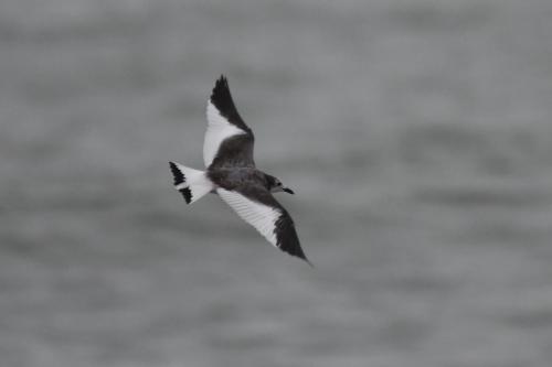 Mouette de Sabine