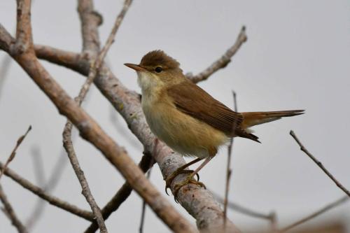 Rousserole effarvatte