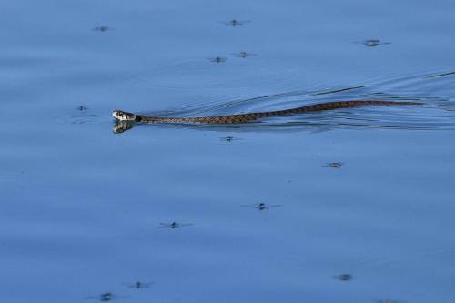 Couleuvre helvétique (à collier)