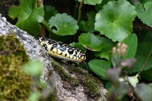 Couleuvre verte et jaune