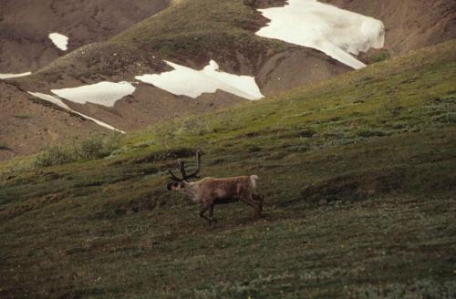 Parc national de Denali - Renne