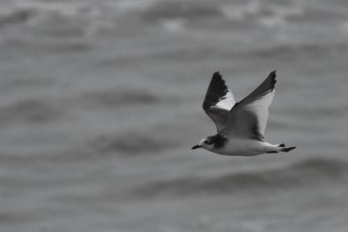 Mouette de Sabine