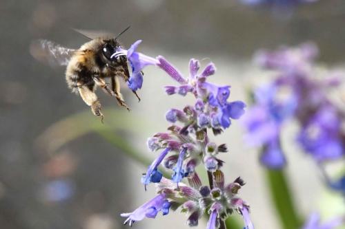 Anthophore à pattes plumeuses (Anthophora plumipes)