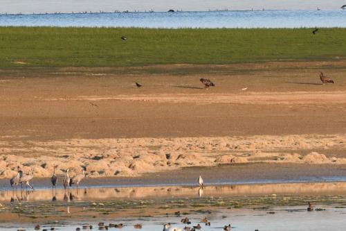 2 jeunes Pygargues à queue blanche