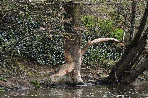 Peuplier rongé par le Castor
