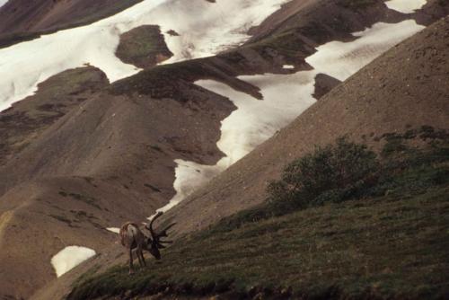 Parc national de Denali - Renne