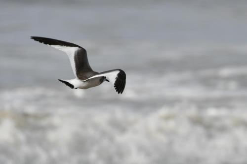 Mouette de Sabine