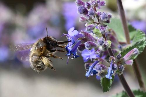 Anthophore à pattes plumeuses (Anthophora plumipes)