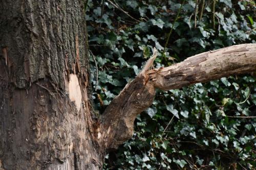 Peuplier rongé par le Castor