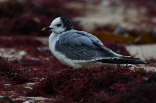 Mouette de Sabine