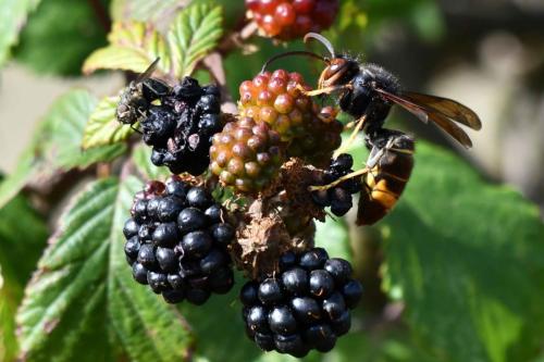 Frelon asiatique (Vespa velutina)