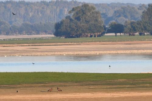 2 jeunes Pygargues à queue blanche