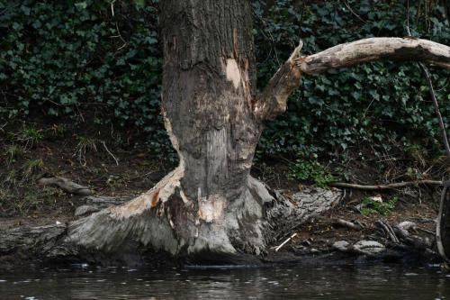 Peuplier rongé par le Castor