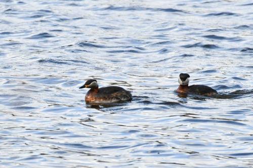 Grèbes jougris