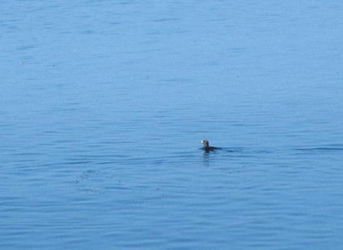 Macareux rhinocéros