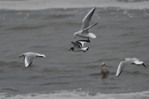Mouette de Sabine et mouettes rieuses
