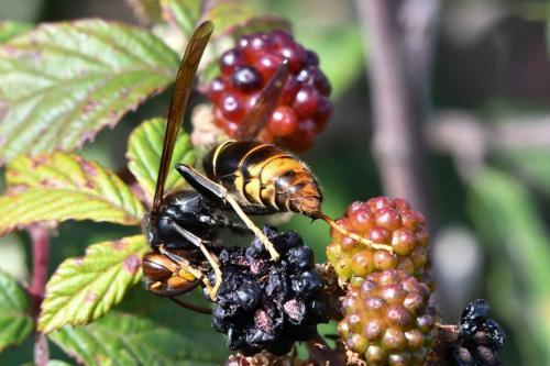 Frelon asiatique (Vespa velutina)