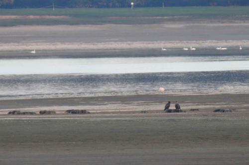 Pygargues à queue blanche (adulte et jeune)