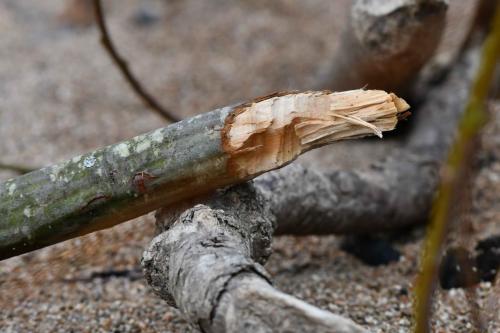 Saule rongé par le Castor