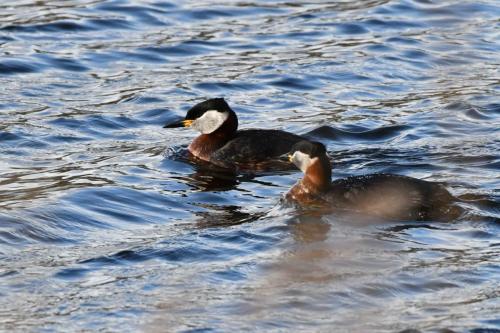 Grèbes jougris