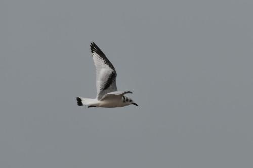 Mouette tridactyle