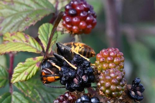 Frelon asiatique (Vespa velutina)
