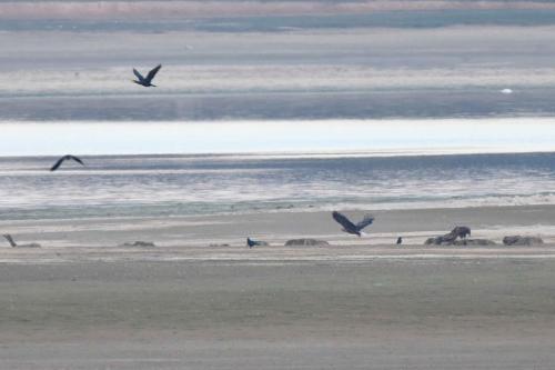 Pygargues à queue blanche (adulte et 2 jeunes)