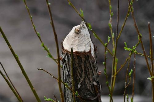 Saule rongé par le Castor