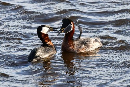 Grèbes jougris