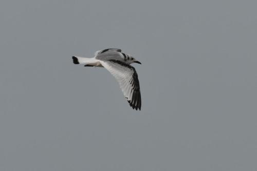 Mouette tridactyle