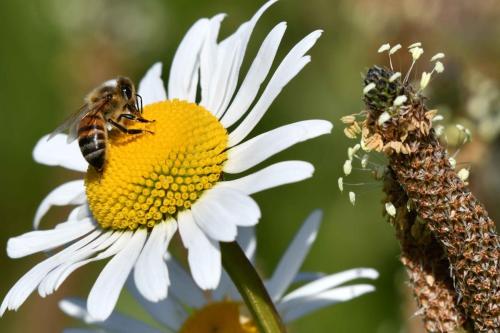 Collete commune (Colletes daviesanus)