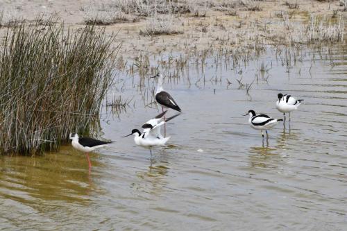 Echasses blanches et Avocettes élégantes