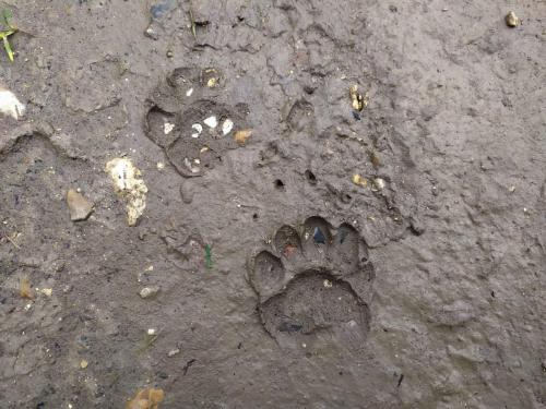 Empreintes de Blaireau