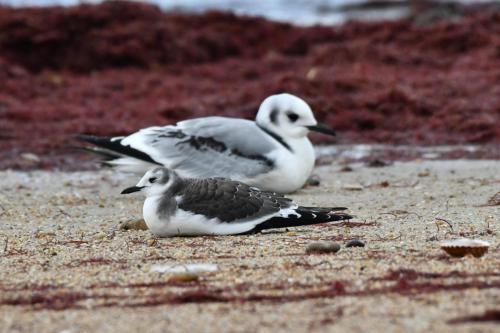 Mouette de Sabine et Mouette tridactyle
