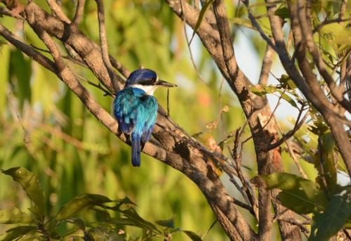 Martin-chasseur forestier