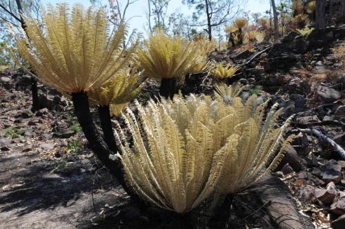 Cycads (genre de palmier) qui ne se trouvent que dans le nord de l'Australie - ici malheureusement brulés 