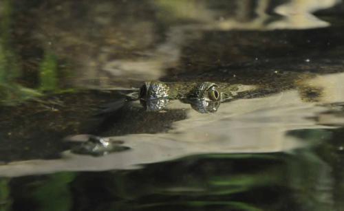 Crocodile d'eau douce dans le parc animalier (vue de dessus)
