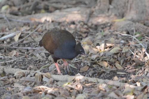 Mégapode de Reinwardt