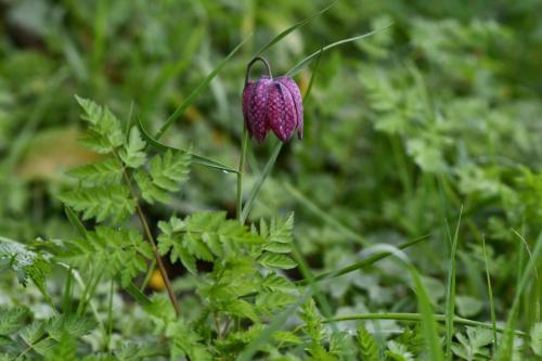 Fritillaire pintade