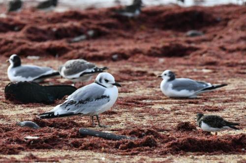 Mouette tridactyle et mouettes de Sabine