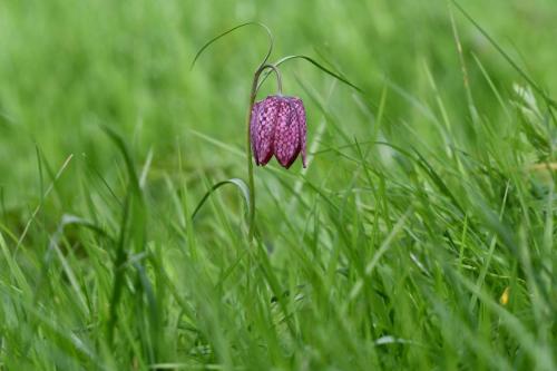 Fritillaire pintade