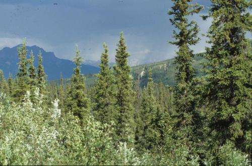 Entre Denali et Fairbanks