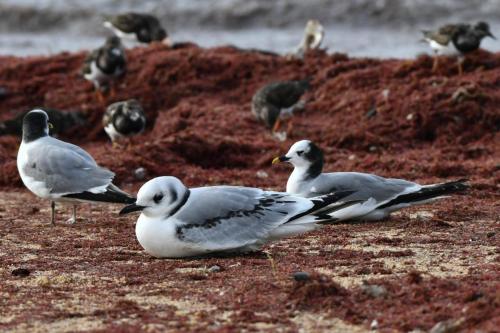 Mouette tridactyle et mouettes de Sabine