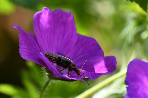 Cantharide moine (Cantharis rustica)