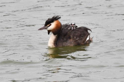 Grèbe huppé